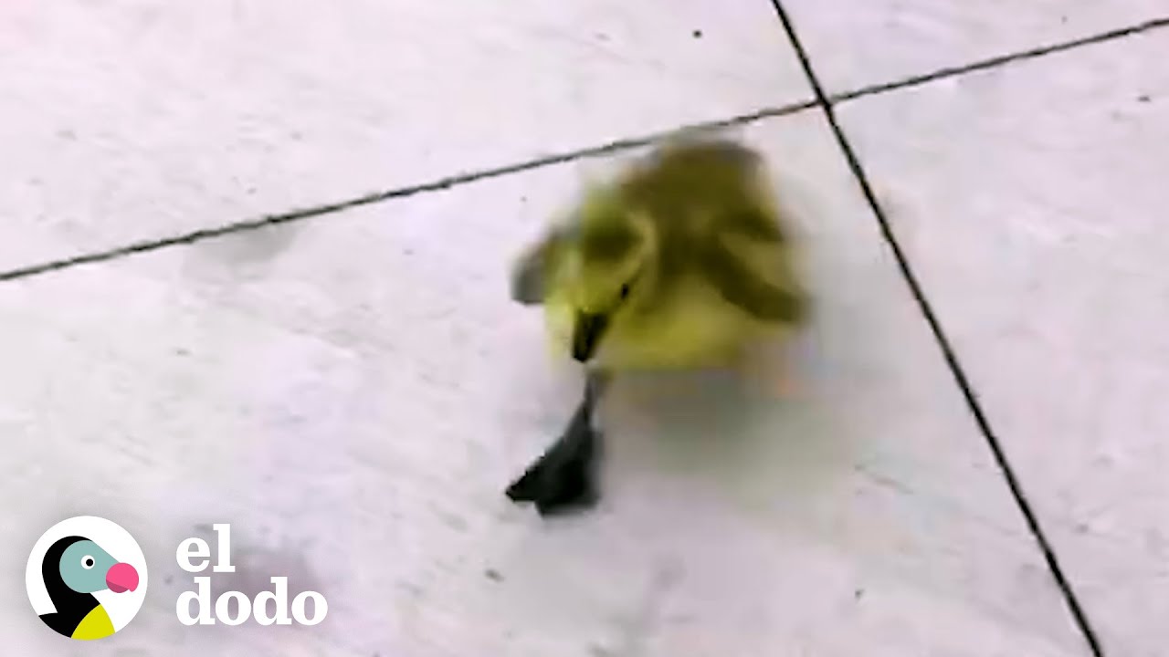 Chico hace que la misión de su vida sea reunir a un ganso bebé perdido con su familia | El Dodo