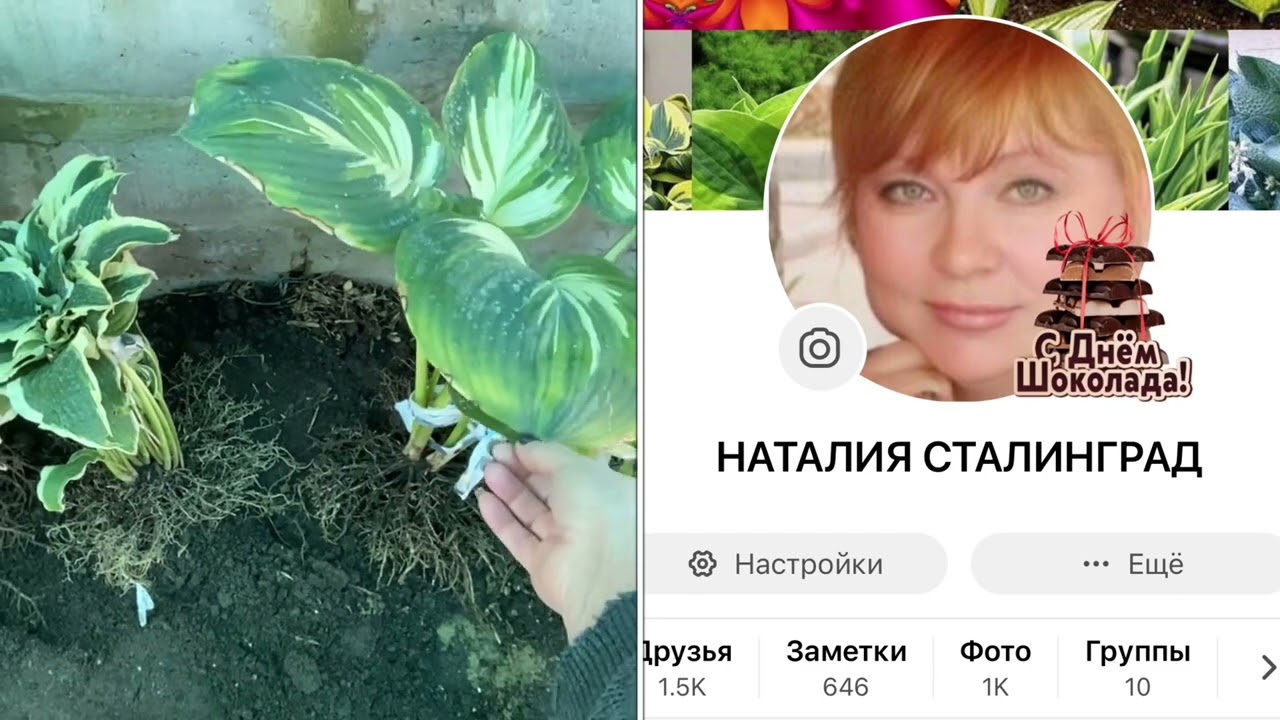 КаК Я ДеЛю ХОСТУ🤗!#волгоград #хобби#нашсад#хоста#