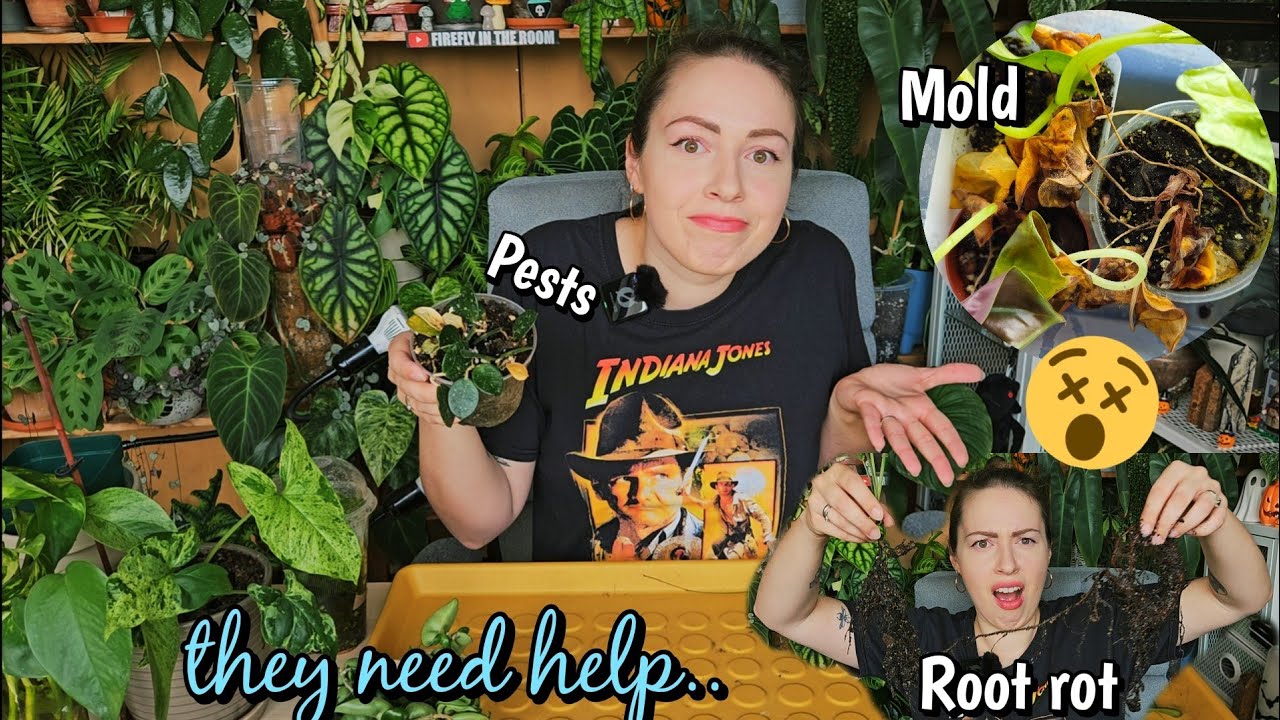 Abandoned houseplants 😭🌿 let's give them a glow up! ⭐✨