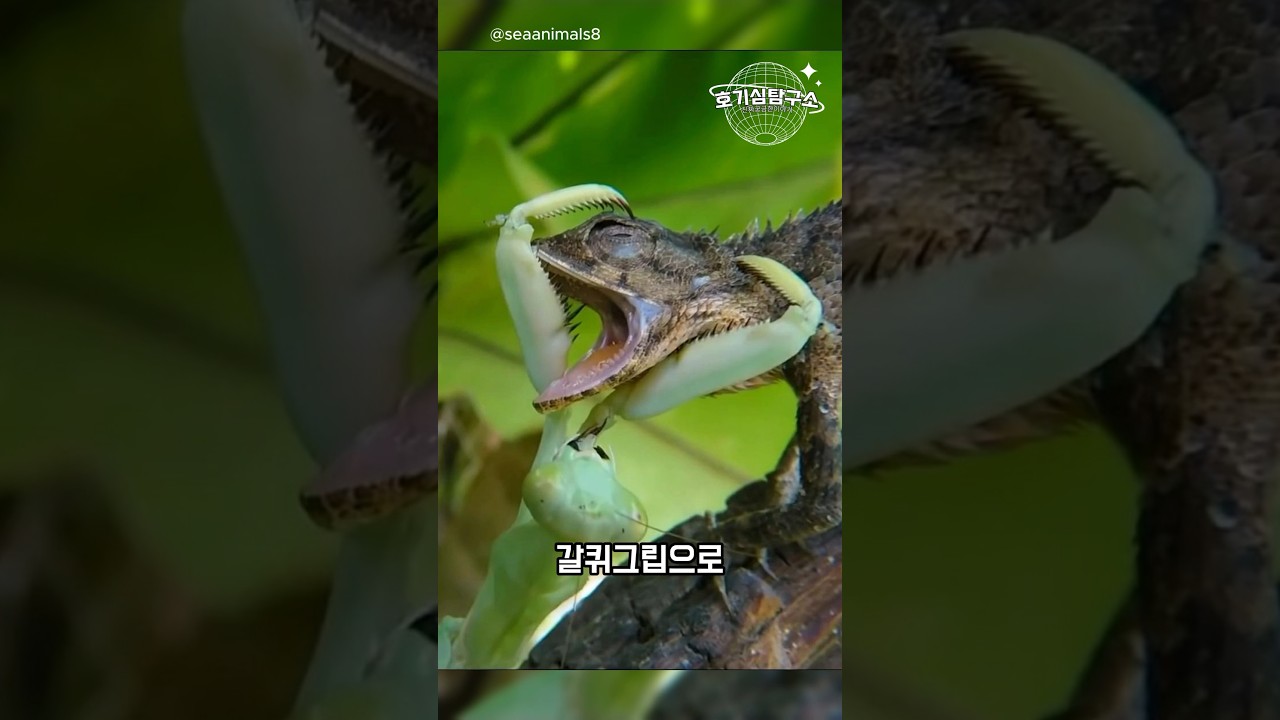 사마귀 VS 도마뱀 승자는?