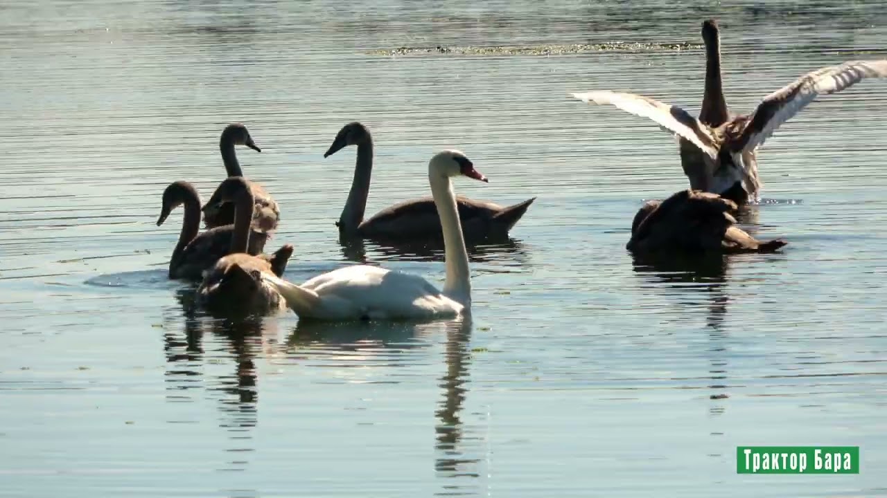 Reke i jezera - Traktor Bara