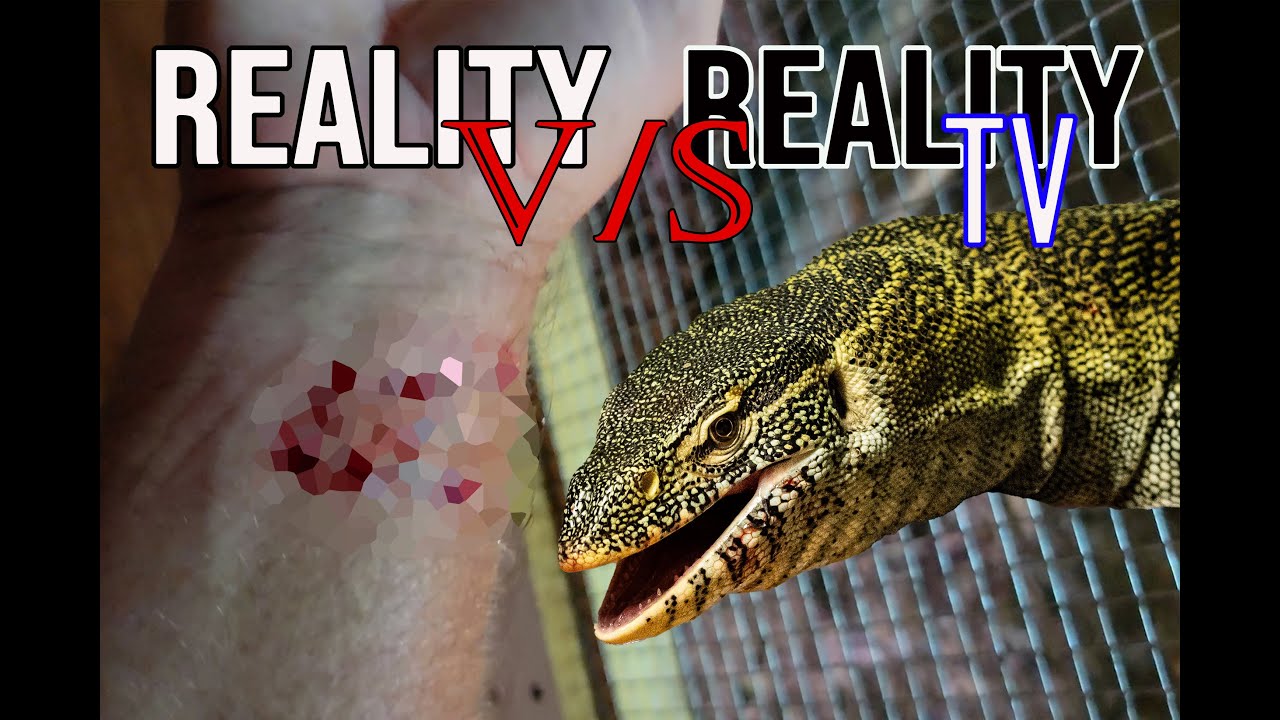 Каково на самом деле быть укушенным настоящим вараном?