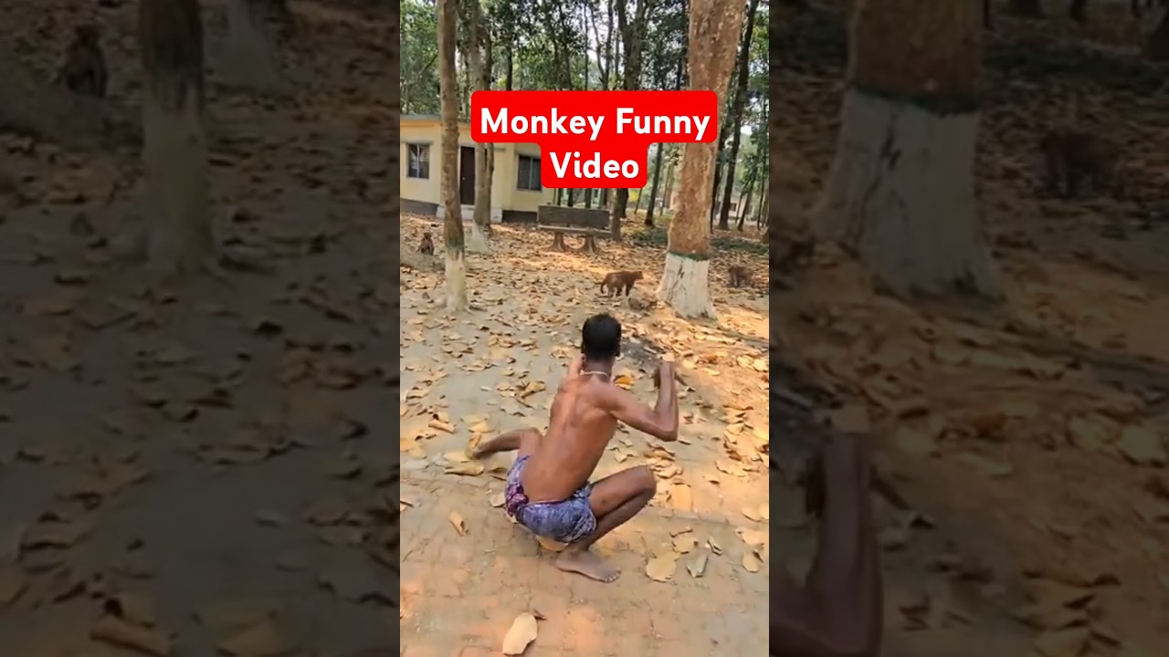 Monkey Funny Video