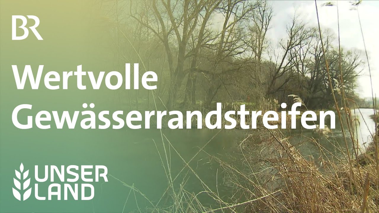 Gewässerrandstreifen: Warum sie für das Leben im Wasser so wichtig sind | Unser Land | BR Fernsehen