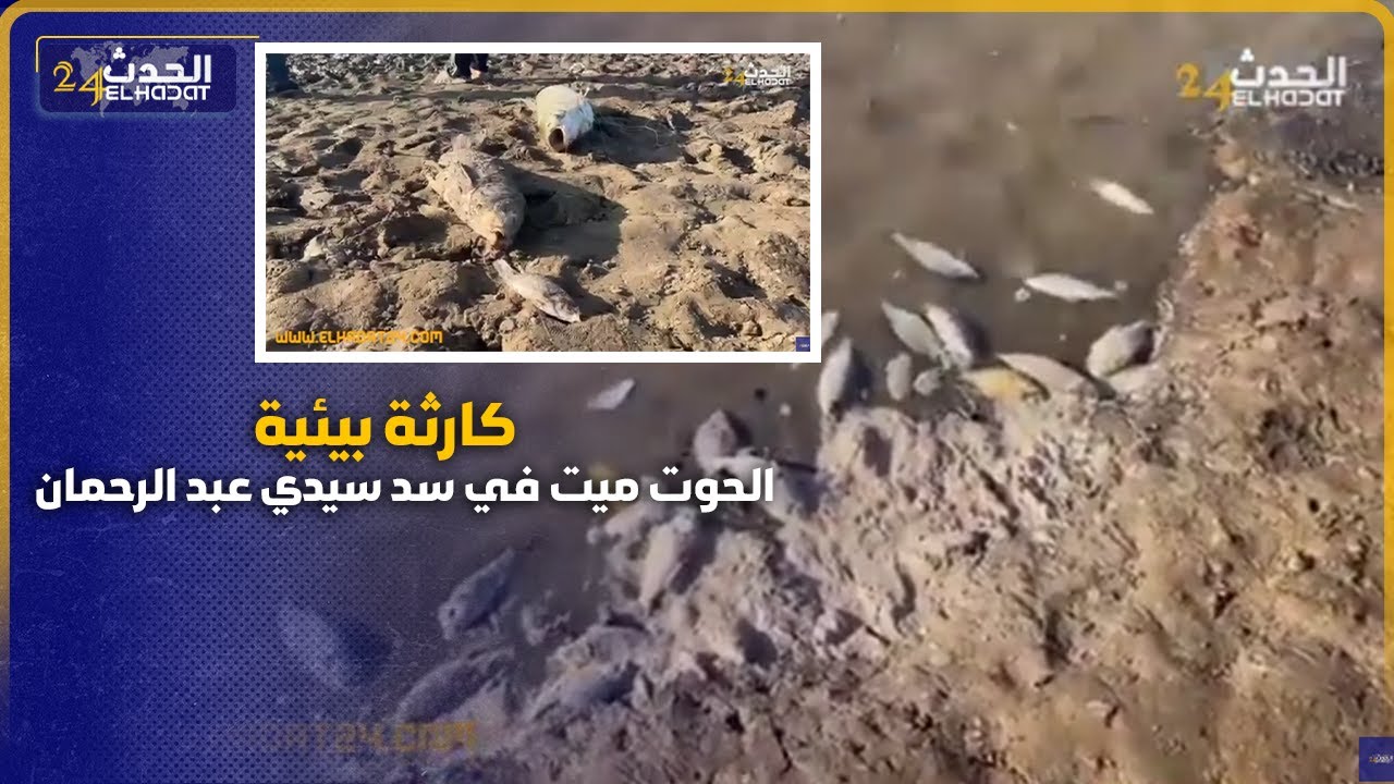 من آسفي.. كارثة بيئية تهدد آلاف الأسماك على مستوى سد سيدي عبد الرحمان.