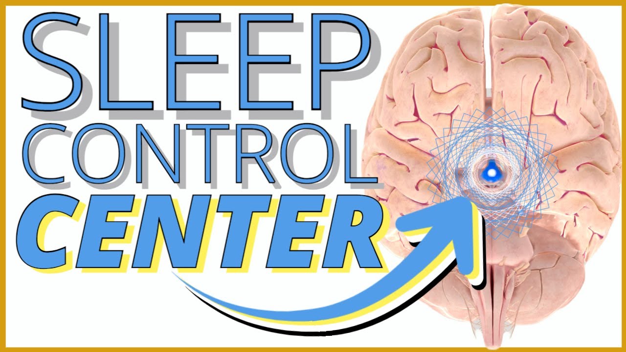 The Neuroscience of Sleep: How The Brain Controls Sleep