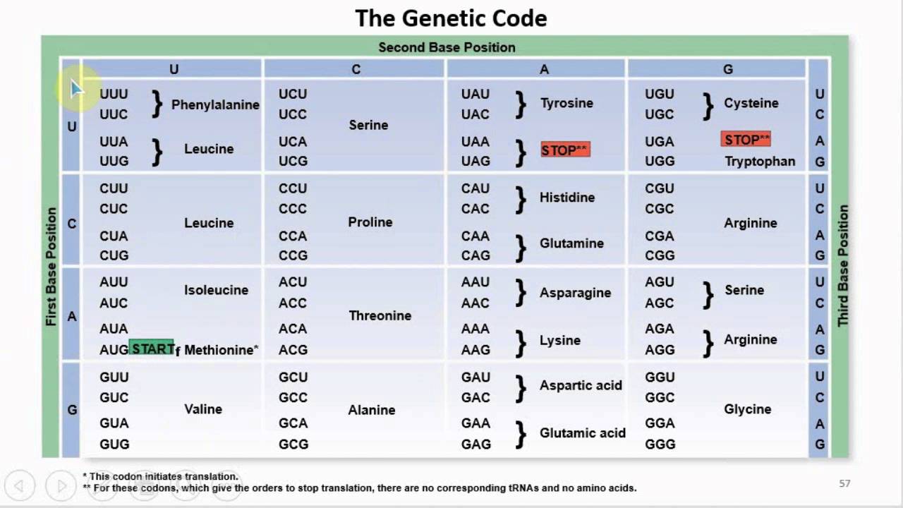 Chapter 08 Microbial Genetics and Genetic Engineering - Cowan - Dr. Mark Jolley