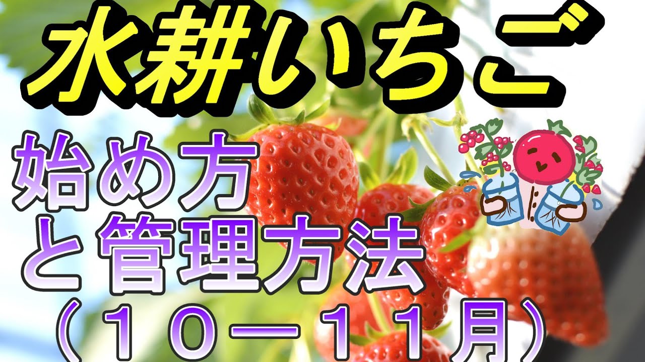 【いちごの水耕栽培】水耕いちごの始め方と10-11月の管理方法