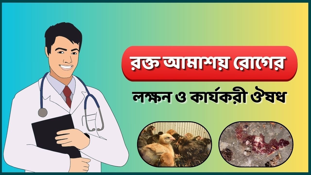 মুরগির বাচ্চার রক্ত আমাশয় রোগের লক্ষন ও ঔষধ #বগুড়া_পোল্ট্রি_এন্ড_হ্যাচারী
