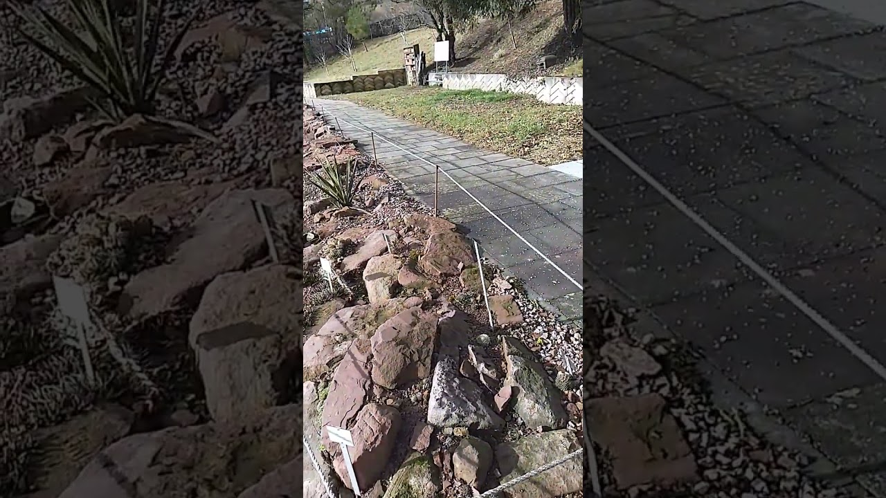 Сектор сукулентів.