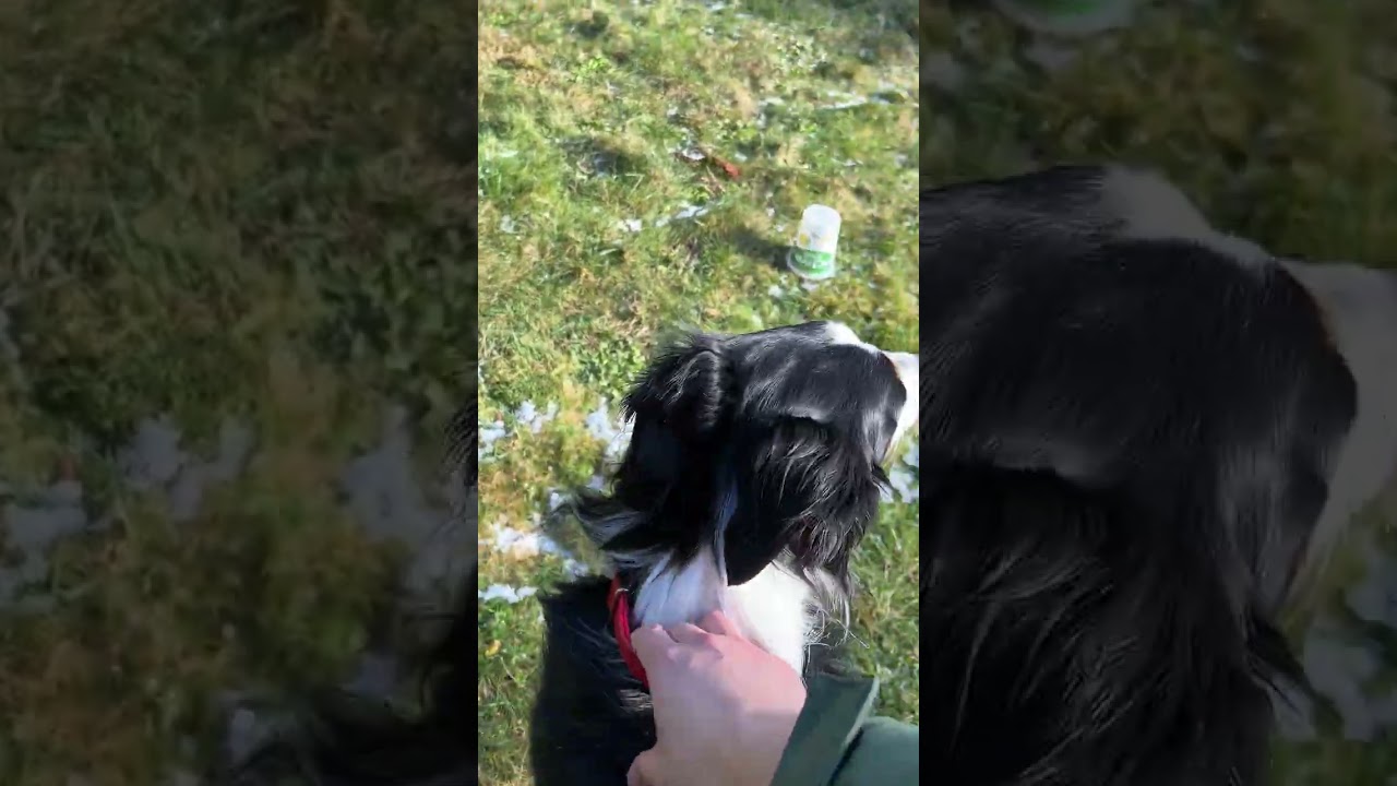 Oakley shed dog 2 - run 3