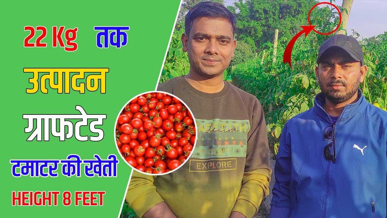 Hybrid Tomato Farming | टमाटर की खेती ने तकनीक से | 22kg तक उत्पादन | हाइब्रिड टमाटर की खेती