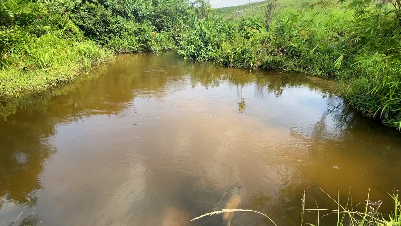 Terrains agricole na Mayi (Rivière)  N'sele   Kinshasa pona agricultures