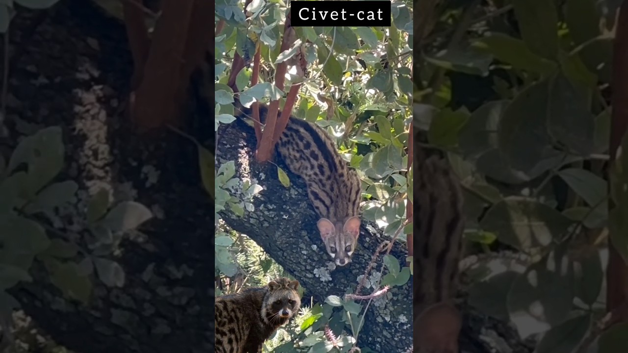 Large-Spotted Genet