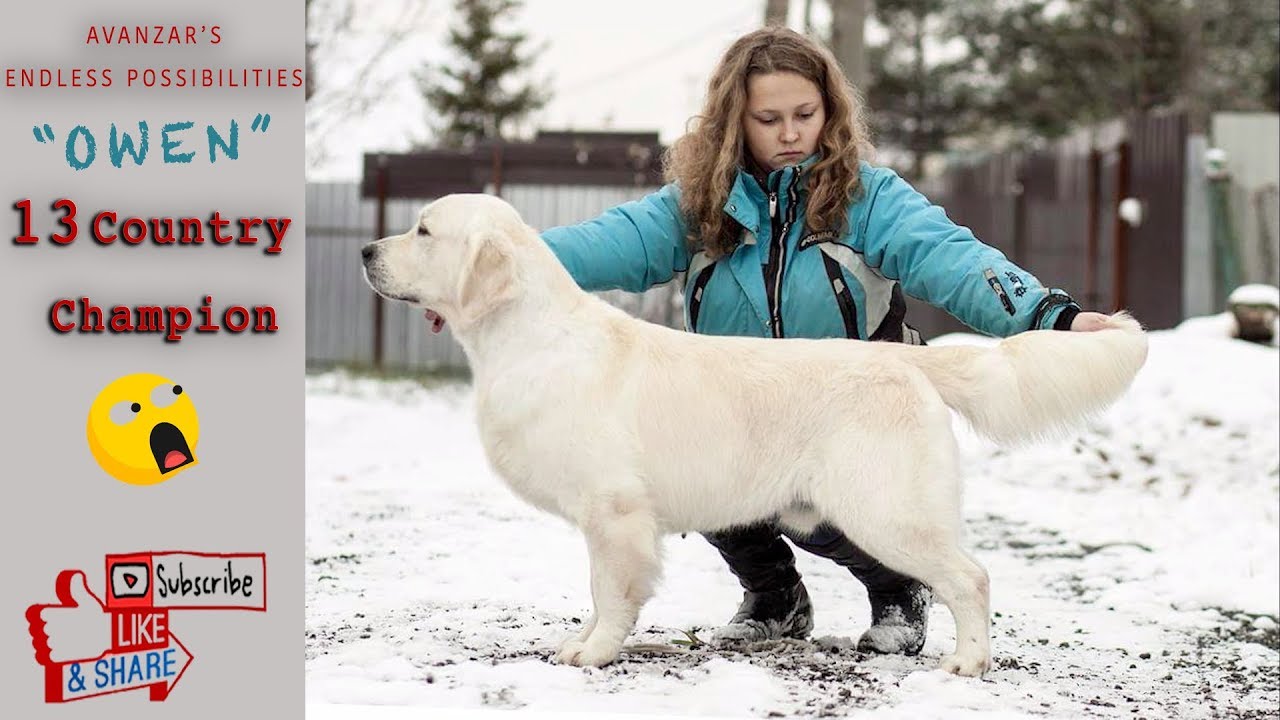 WORLD CHAMPION GOLDEN RETRIEVER Breeder In India | TOP GOLDEN RETRIEVER PUPPIES.