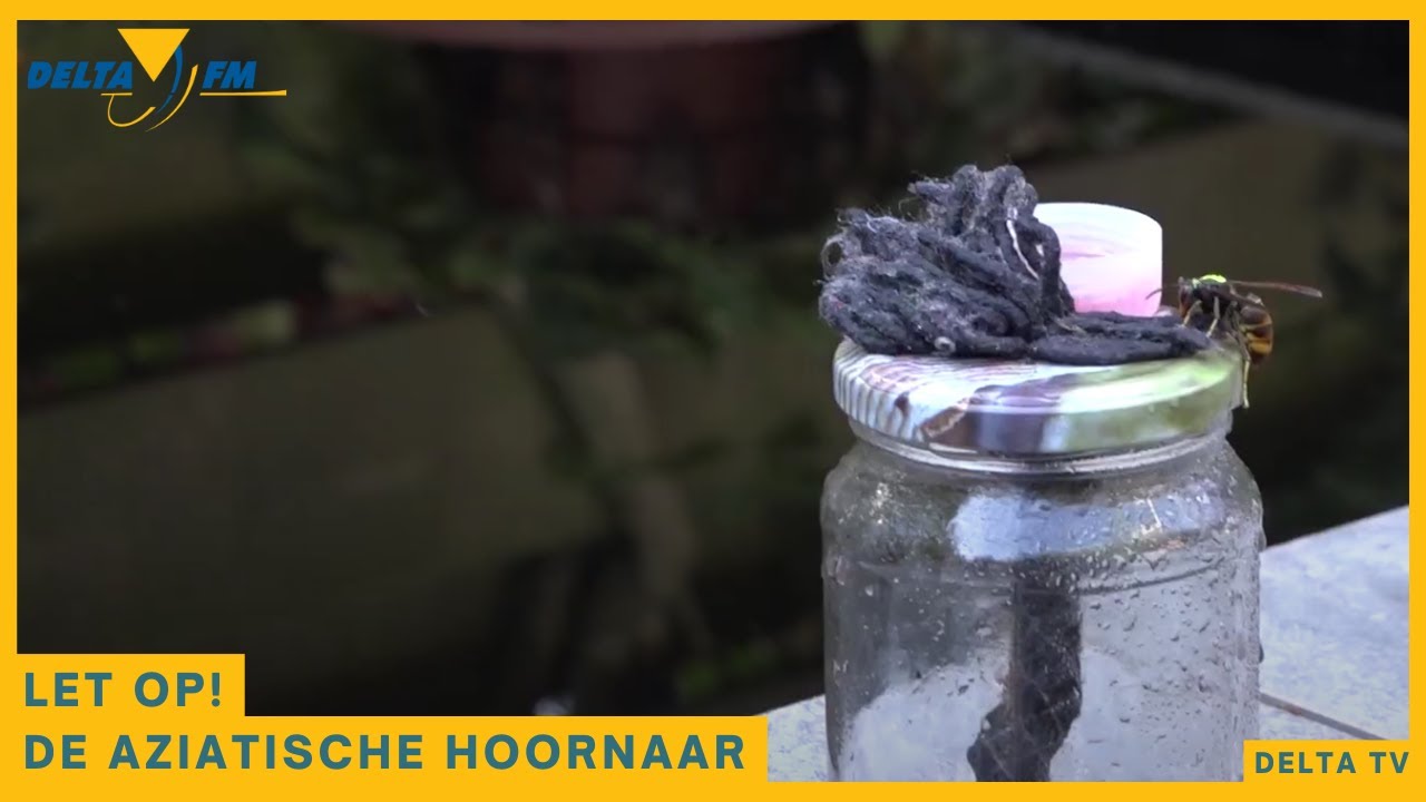 BZZZ, let op de Aziatische Hoornaar! - Delta TV Twenterand