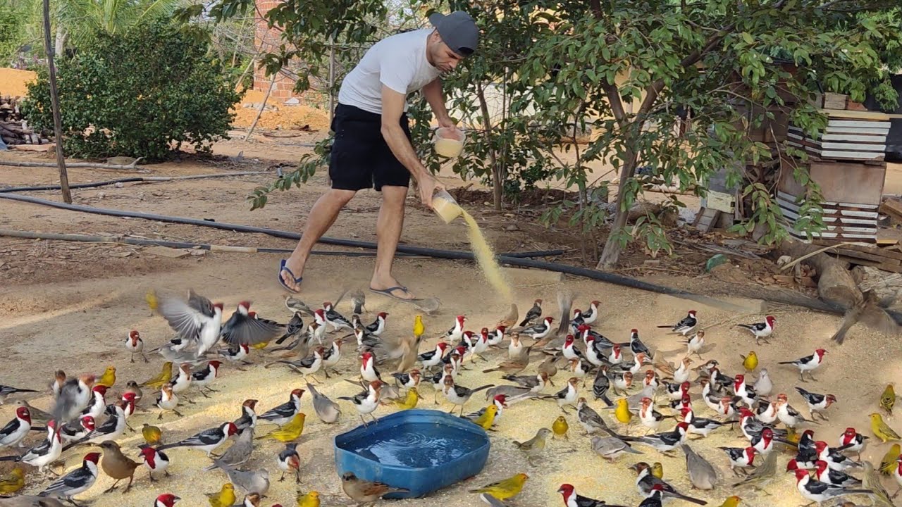ALIMENTADO AVES DO MEU SERTÃO (MARACÁS-BA)