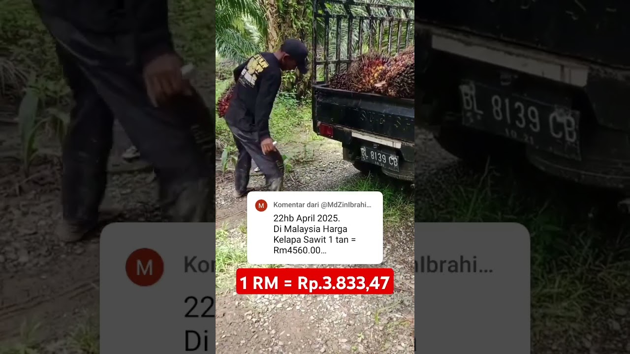 Benarkah harga kelapa sawit di Malaysia 1 tan Rp. 17 jutaan?? #sawit #sawitmalaysia #hargasawit