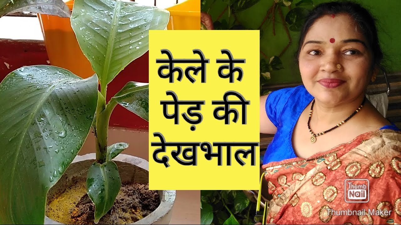 How to grow Banana Plant in pot at home | banana plant care | बनाना प्लांट |