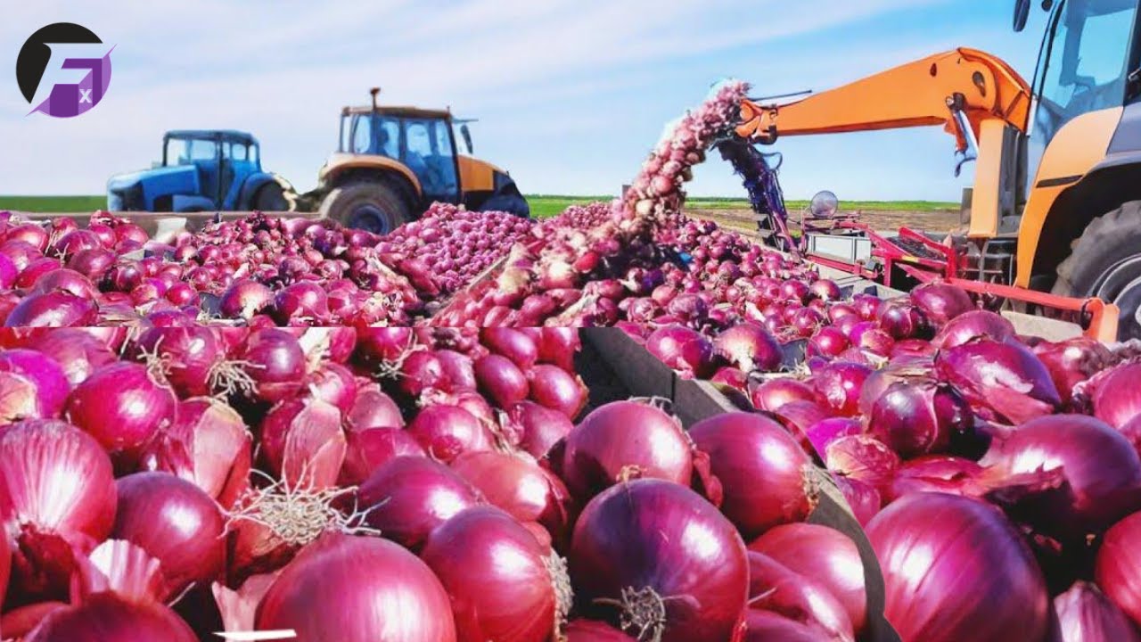 8 BILLION Pounds of Onions Harvested This Way Every Year | Agriculture Process Revealed!