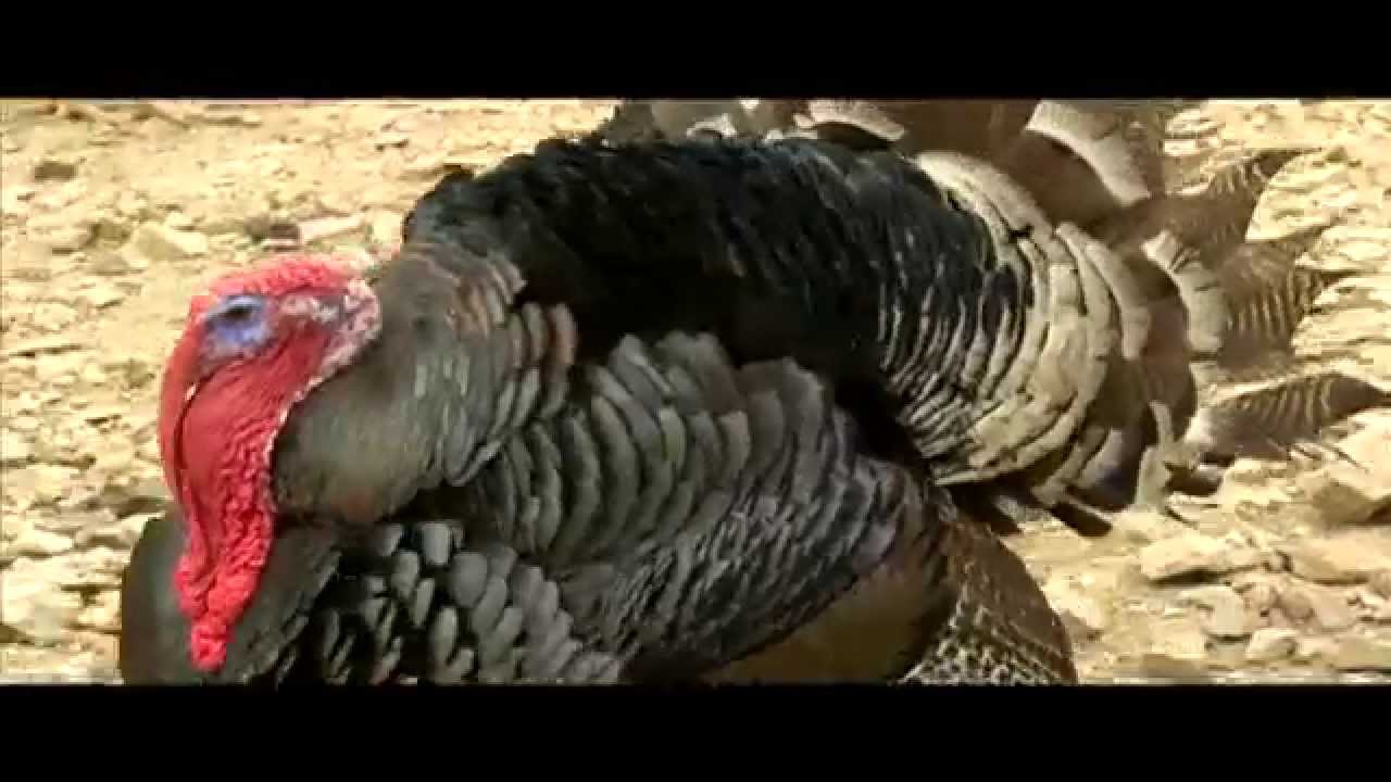 Smart Farm: Turkey Farming