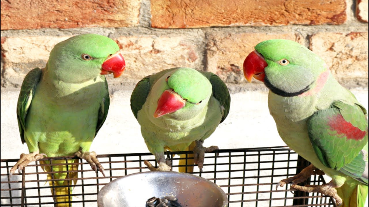 Non stop talking parrot | Parrot Talking His name
