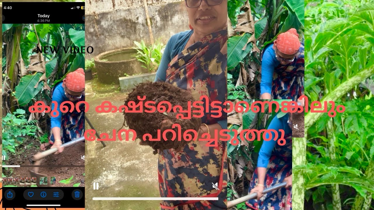 ഞാൻ നട്ട് ഉണ്ടാക്കിയ ചേന വിളവെടുപ്പ് ❤️❤️
