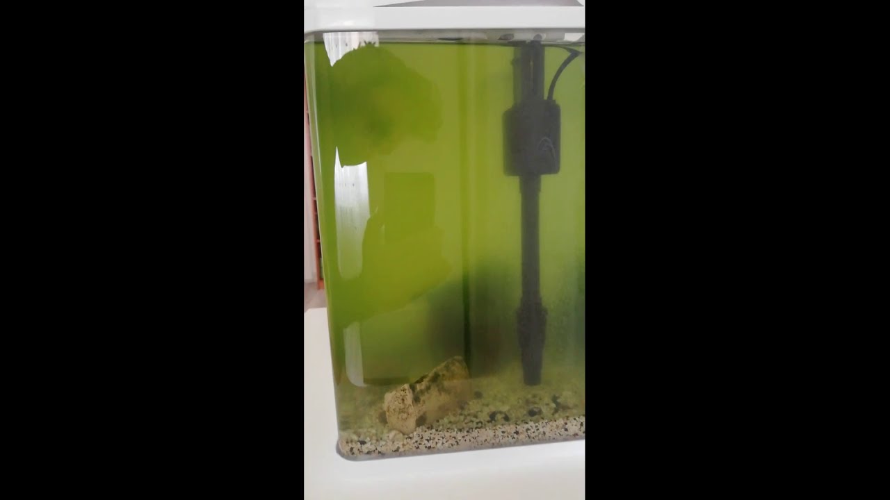 akvaryum bulanıklığına çözüm