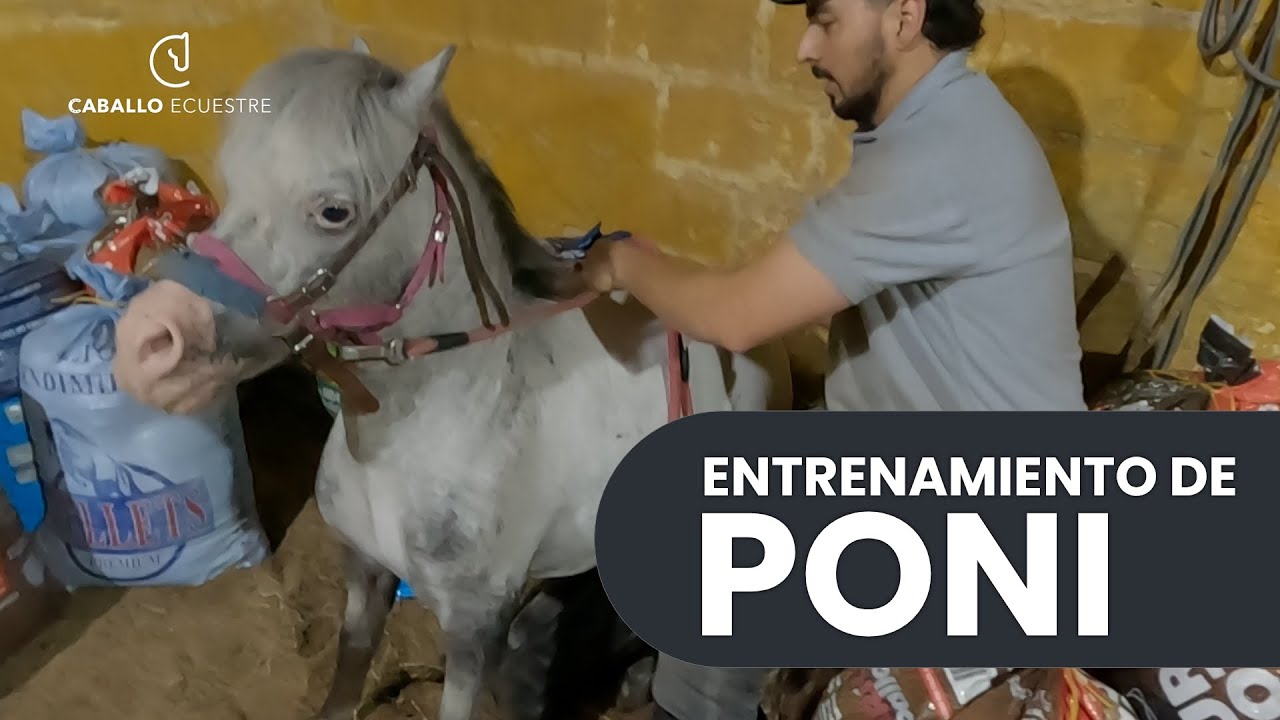 Entrenamiento de PONI - Enseñando desde 0