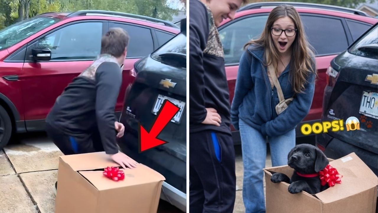 Полный провал! Щенок сам себя разоблачил, раскрыв свой сюрприз 😭🎁 | Неудачный сюрприз с щенком 2026