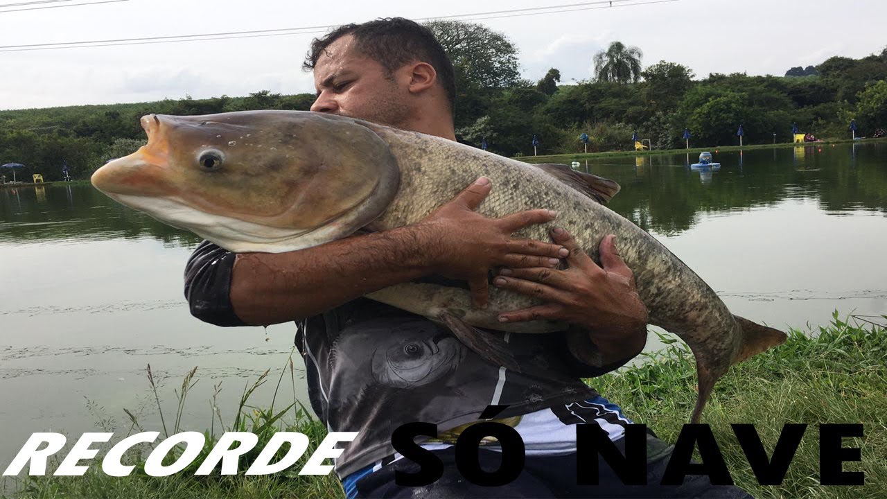 PESCARIA DE CARPA CABEÇUDA GIGANTE NO PESQUEIRO GARÇA BRANCA/ CABREÚVA  - THIAGO BENE