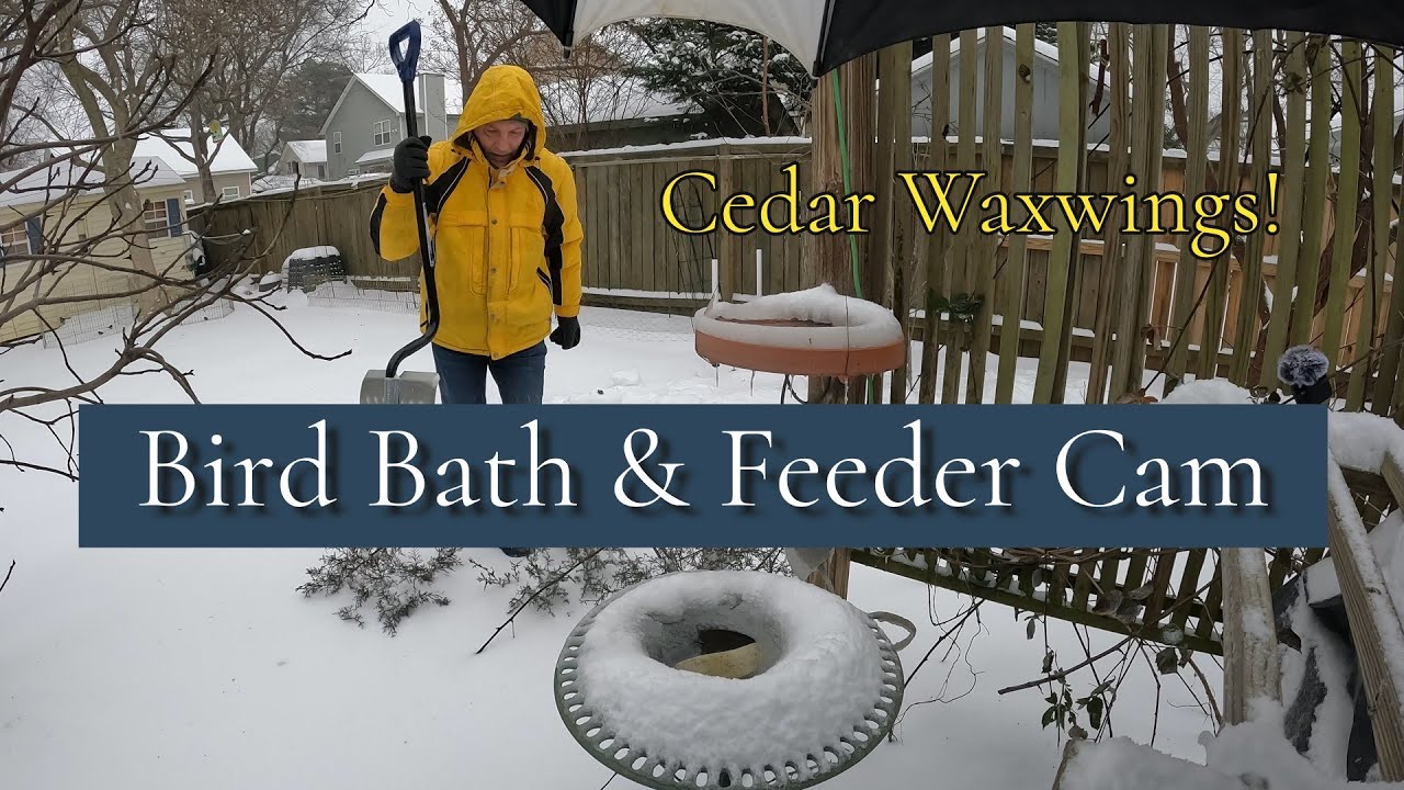 Tending to wild birds during snow and ice