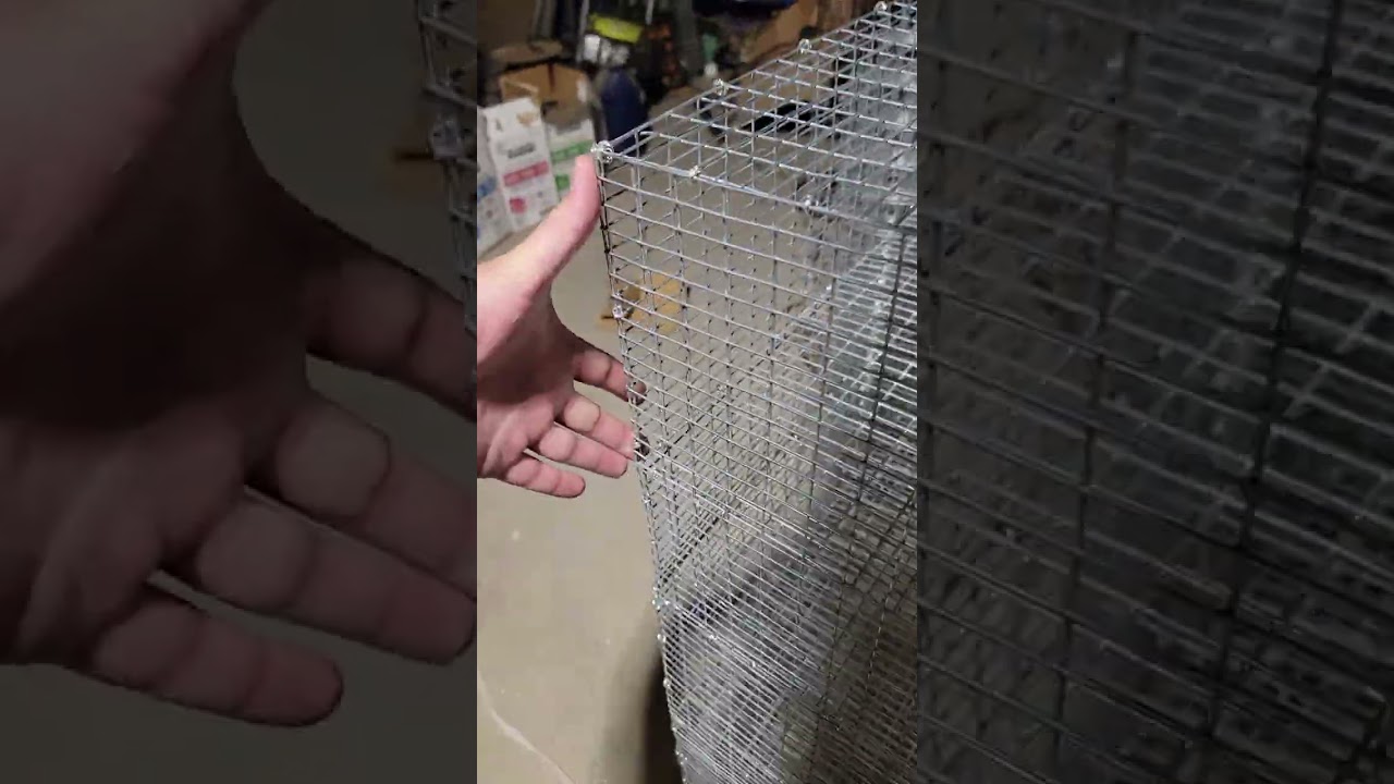 How to assemble a Hostile Hare quail laying cage