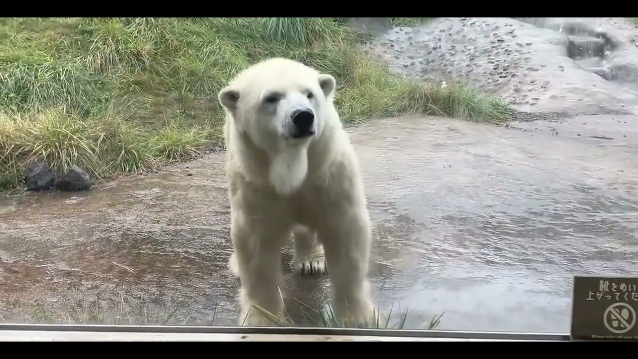 Лира в зоопарке Маруяма,Саппоро, Япония..Lyra at Maruyama Zoo, Sapporo, Japan.