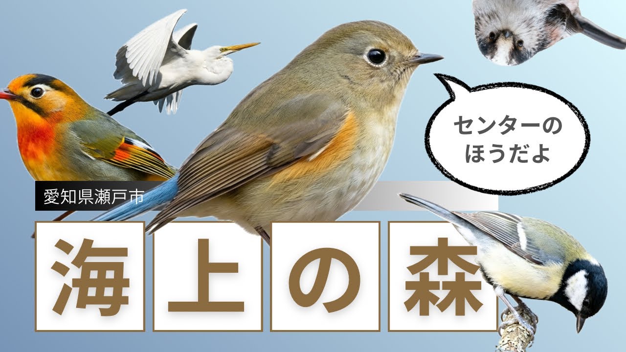 愛知県瀬戸市海上の森・センターエリア【野鳥撮影Vlog】不人気？バーダーは自分ひとり。ソウシチョウ｜ルリビタキ｜一瞬のミソサザイetc.