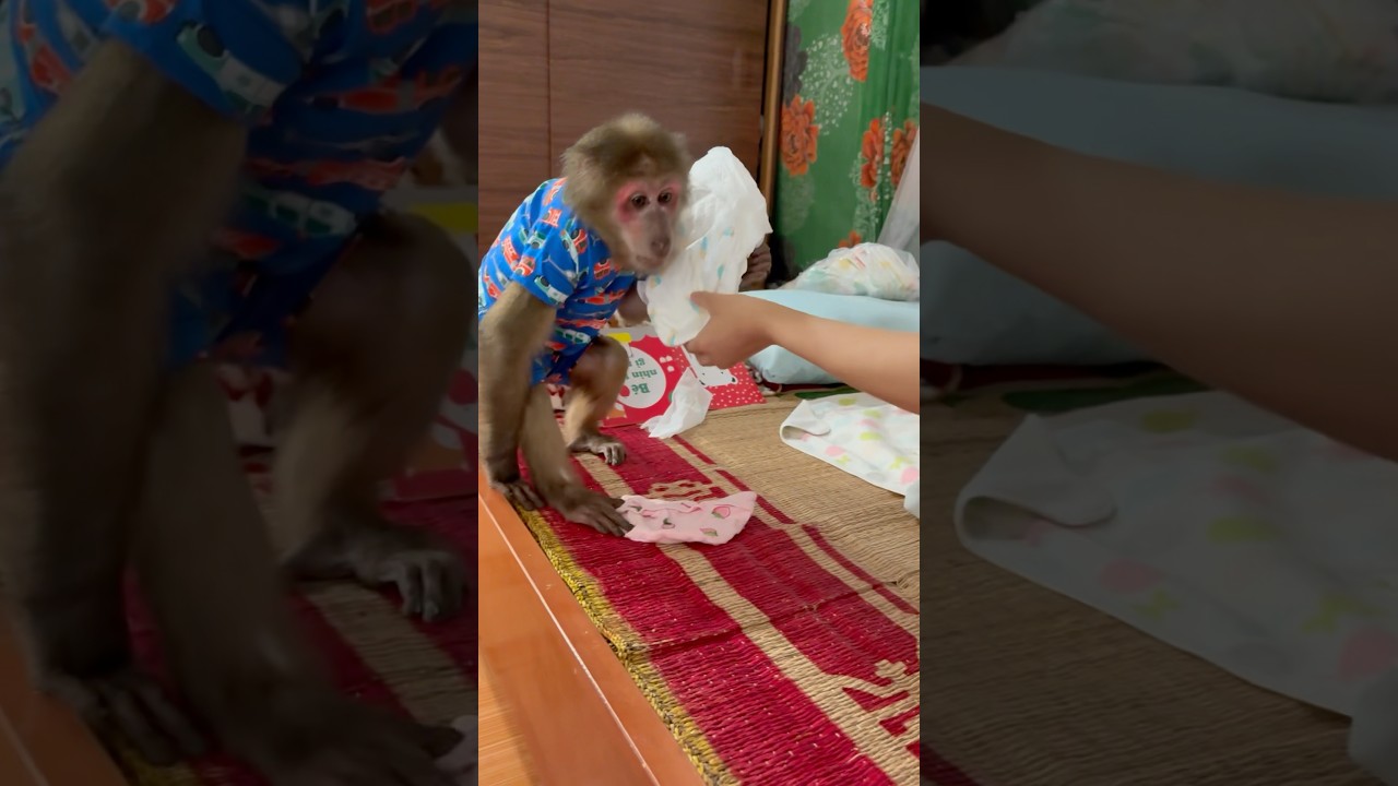 monkey sun get diaper for mom to change baby linh #monkey #anmals #cute #anime