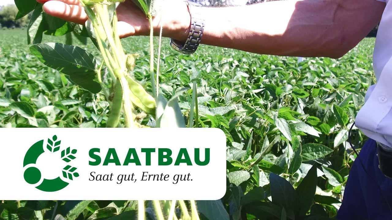 Sojaanbau bringt's - dranbleiben lohnt sich!