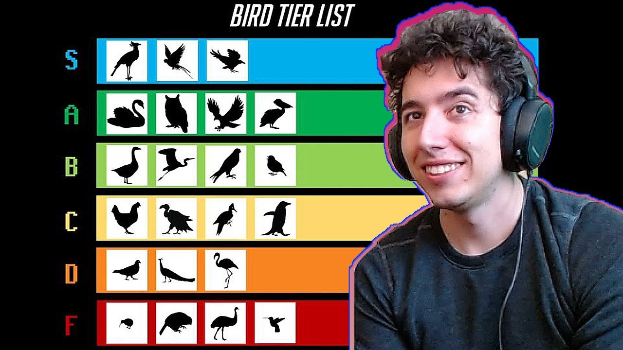 The Bird Tier List - TierZoo | Reaction