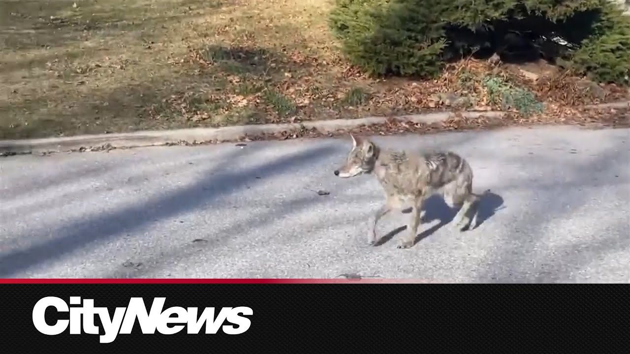 Dog taken in coyote attack while out on a walk