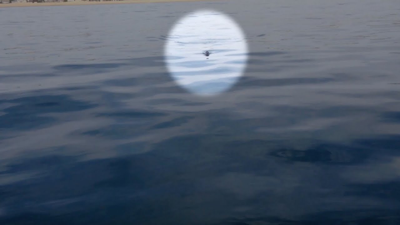 El hombre graba a un animal en su barco. Entonces se da cuenta de que algo va mal