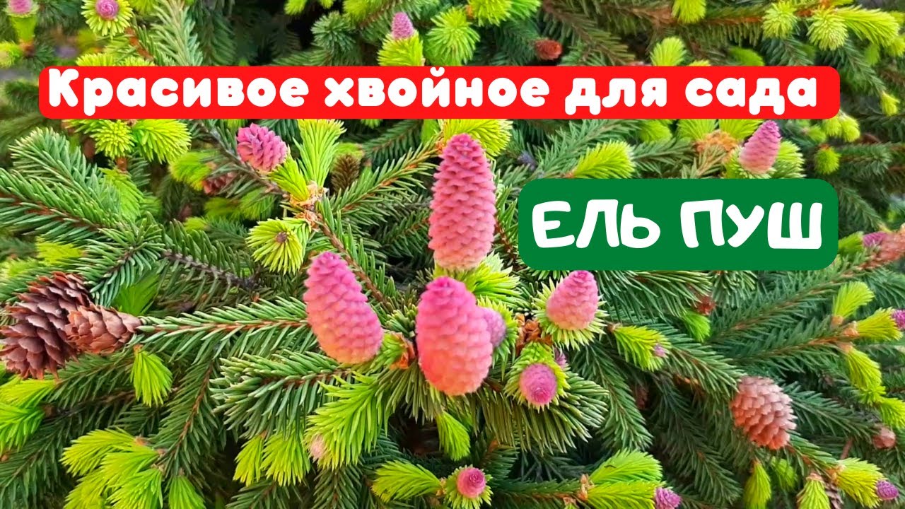 ЕЛЬ ПУШ. Эффектное хвойное растение для сада. Picea abies Pusch