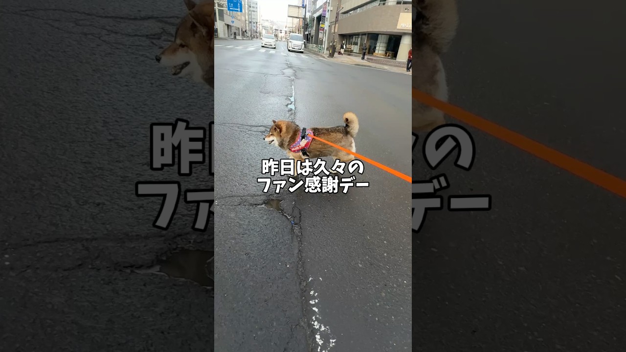 フォロワーさんに言われたひと言で柴犬は&hellip;