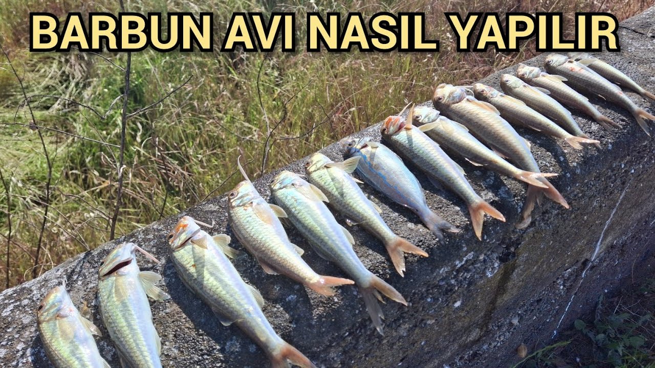 Barbun avı nasıl yapılır. Kıyıdan takoz barbunlar yakaladık. Yakala pişir yaptık. #balıkavı #fishing