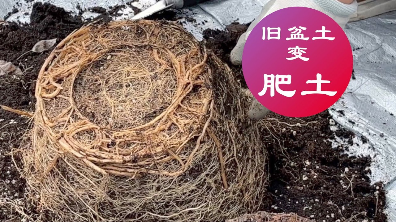 旧盆土不要扔，只要这样处理秒变肥土，我再也不用买新土啦｜如何有效利用旧土｜自制有机土