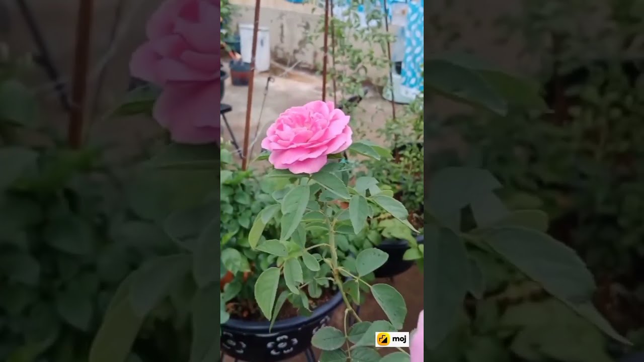 Beautiful Rose 🌹🌹And Beautiful garden At Home//Salimar sadabahar Nursery in Ranchi