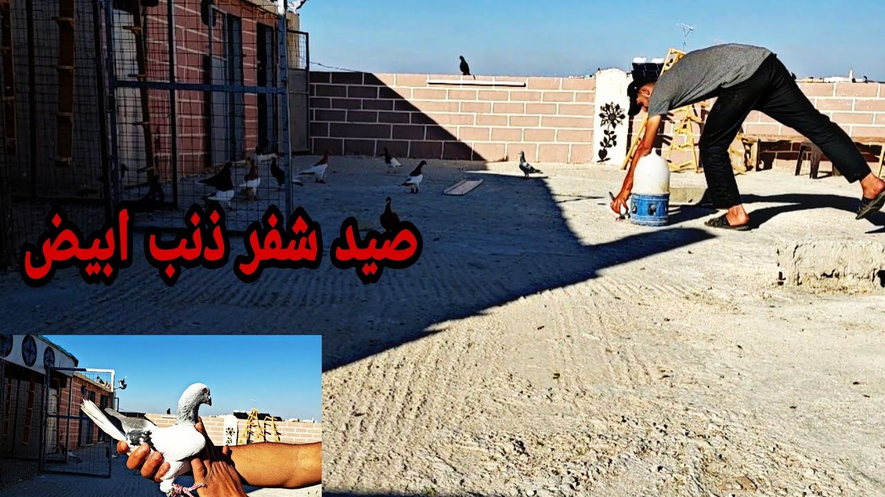 صيد شفر ذنب ابيض وكشينا الشكلي ما توقعنا الي صار ضل داير لليل اقوه شكلي يمر علينا