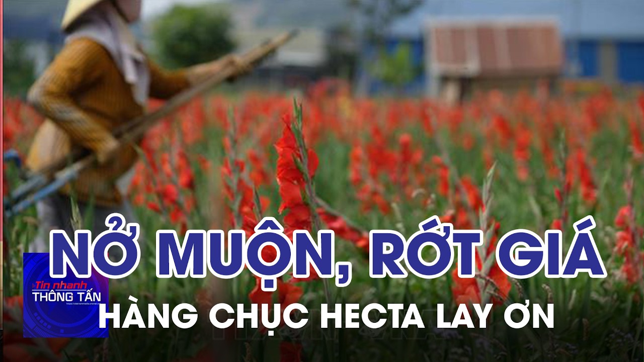 Hàng chục hecta Lay ơn ở Lâm Đồng﻿﻿ thiệt hại do nở muộn, rớt giá | Tin nhanh Thông tấn