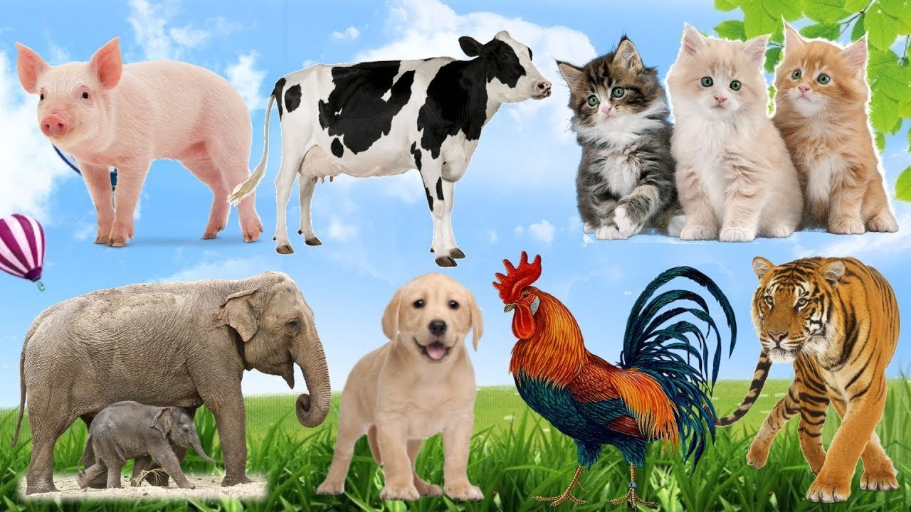 Animal Mix 4K: Cow, Pig, Dog, Tiger, Buffalo, Cat, Chicken, Duck & Sheep