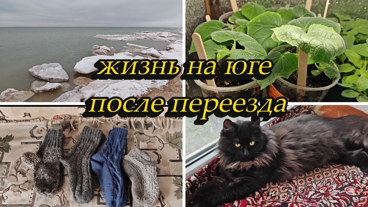 МОРЕ РАСТАЯЛО,ЭКЗАМЕН  НЕ СДАЛА, ЧТО НАВЯЗАЛА, КУПИЛА ЕЩЁ СЕМЯН, РОЗЫ, КАКАЯ СЕЙЧАС РАССАДА