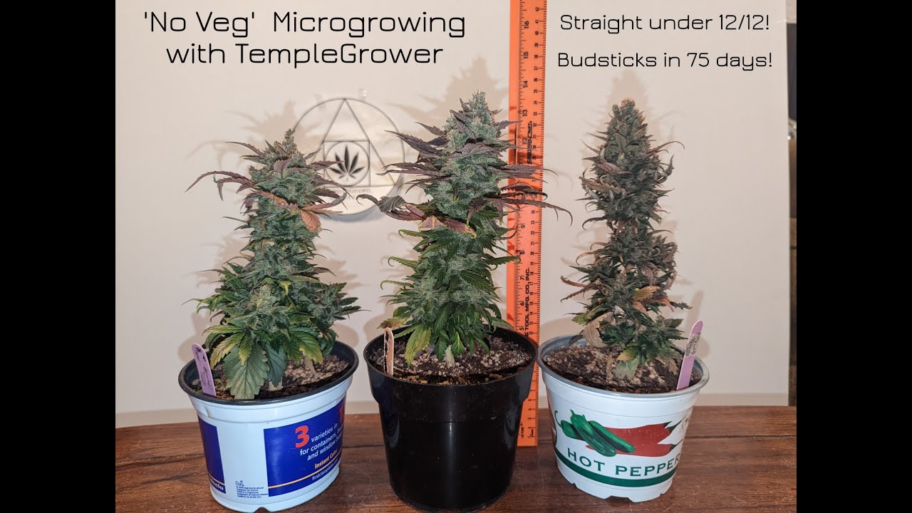Update 7/Day 50 - MicroGrowing Cannabis with TempleGrower - No Veg/Straight Under 12/12